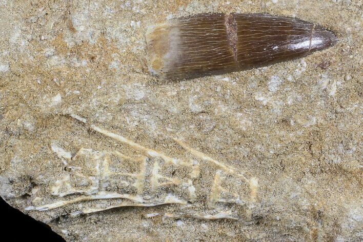Fossil Plesiosaur (Zarafasaura) Tooth In Rock - Morocco #70321